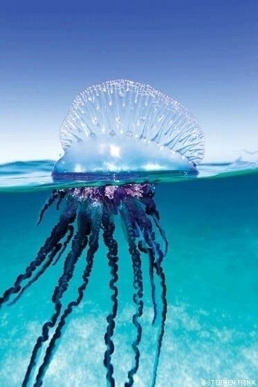 jellyfish